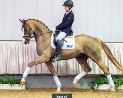 dressage horse Best of (Westphalian, 2017, from Callaho's Benicio)