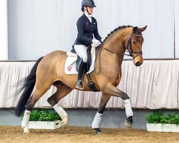 dressage horse Venturo (Westphalian, 2016, from Veneno)