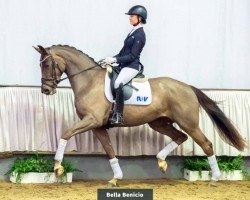 dressage horse Bella Benicio (Westphalian, 2016, from Callaho's Benicio)