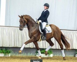 dressage horse Sancho (Westphalian, 2017, from Sir Heinrich OLD)