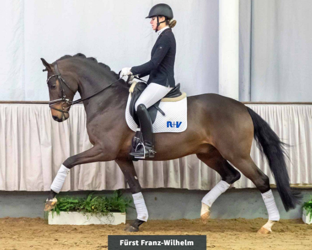 dressage horse Fürst Franz-Wilhelm (Hanoverian, 2015, from Fürstenball)