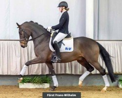 dressage horse Fürst Franz-Wilhelm (Hanoverian, 2015, from Fürstenball)