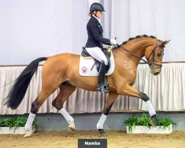 dressage horse Mamba (Rhinelander, 2017, from Marqués)