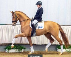 dressage horse Silverstone (Westphalian, 2017, from Sir Heinrich OLD)