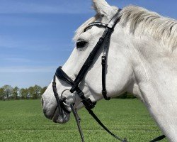 jumper Levinja La Luna (Oldenburg show jumper, 2014, from Levisonn 208 FIN)