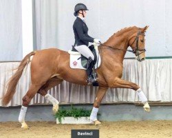 dressage horse Davinci (Westphalian, 2016, from Danone 4)