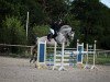 jumper Levinus 2 (Hanoverian, 2012, from Levisonn 208 FIN)