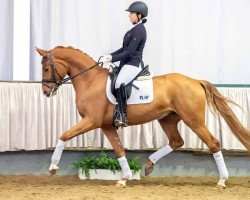 dressage horse For my dreams (Hanoverian, 2016, from For Romance I)