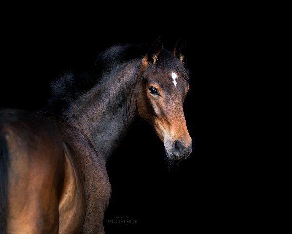 jumper Ghostbuster (Hanoverian, 2022, from Grey Top)