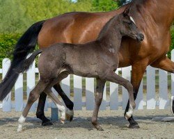 dressage horse Hengst von Selectric / Sarkozy (Westphalian, 2020, from Selectric)