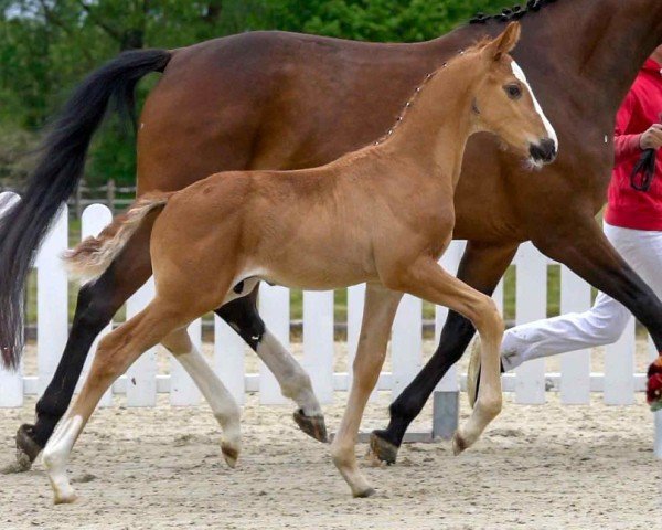 dressage horse Dynastar RAK (Westphalian, 2020, from Don Deluxe)