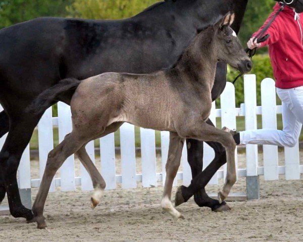 dressage horse Diamantenbörse (Westphalian, 2020, from Desperados FRH)