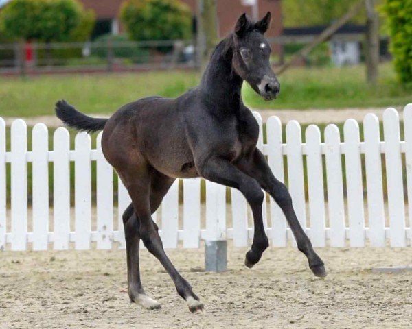 stallion Corellanti (Westphalian, 2020, from Cornet Obolensky)