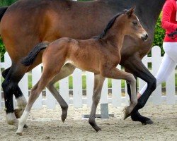 dressage horse Endless Love (Westphalian, 2020, from Escamillo)