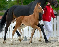 dressage horse Stage Lover (Westphalian, 2020, from Sir Heinrich OLD)