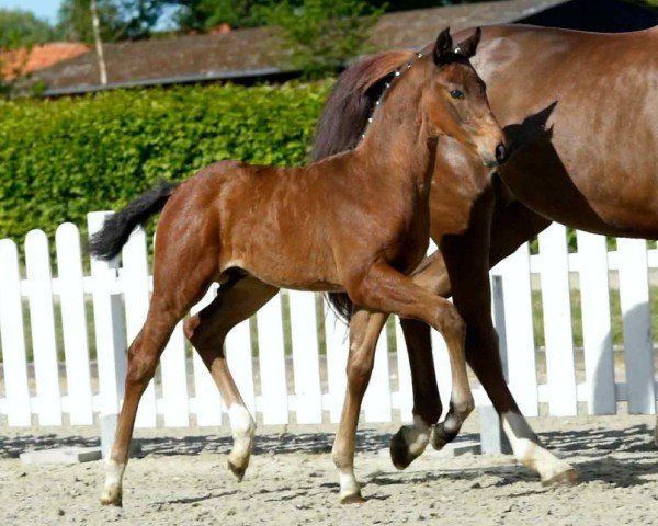 dressage horse Van Dango (Westphalian, 2020, from Valverde NRW)