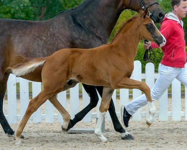 dressage horse Select it (Westphalian, 2020, from Selectric)