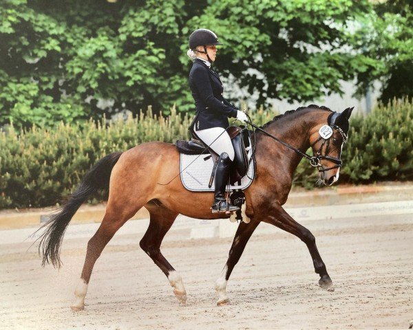 dressage horse Cooper 226 (German Riding Pony, 2015, from Cosmopolitan NRW)