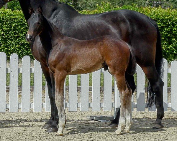 dressage horse Fürst Dresemann (Westphalian, 2020, from Fürst Samarant)