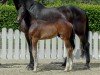 dressage horse Fürst Dresemann (Westphalian, 2020, from Fürst Samarant)