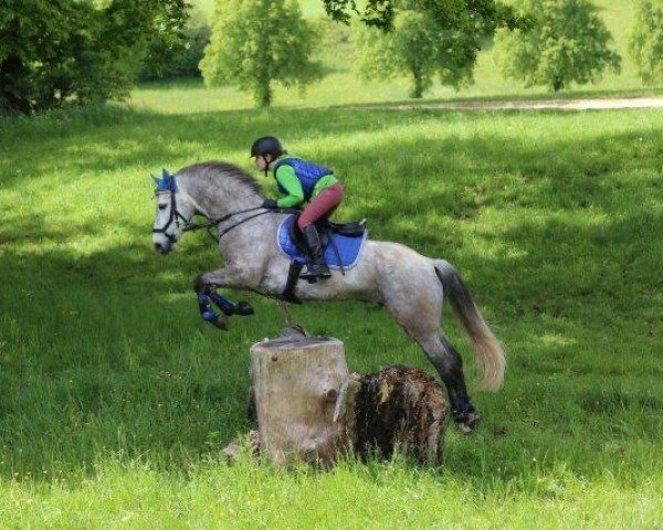 Springpferd Callura Lad (Connemara-Pony, 2018, von Alkatraz Paddy)