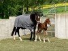 jumper Tahnée SB (German Sport Horse, 2024, from Tangelo van de Zuuthoeve)