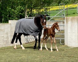 foal by Tahnée SB (German Sport Horse, 2024, from Tangelo van de Zuuthoeve)