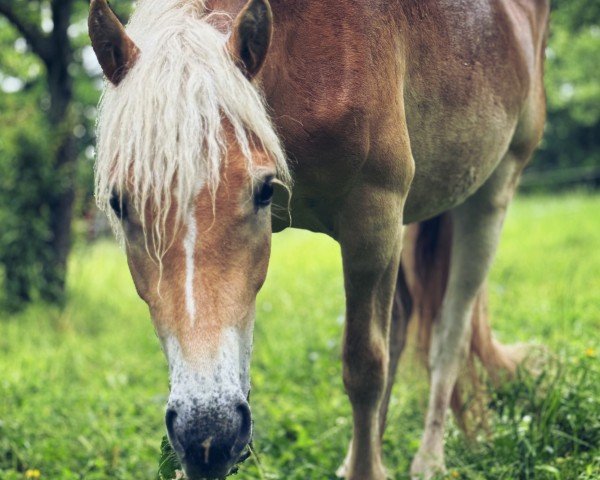 Dressurpferd Heidi (Haflinger, 2022, von Wipptal)