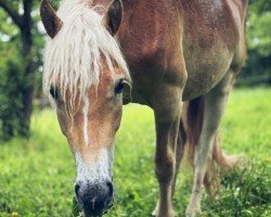 dressage horse Heidi (Haflinger, 2022, from Wipptal)