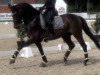 dressage horse Fürst Fahrenheit v (Hanoverian, 2016, from Tannenhof's Fahrenheit)