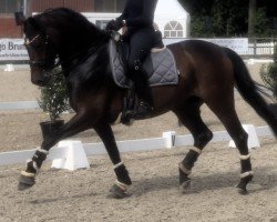 dressage horse Fürst Fahrenheit v (Hanoverian, 2016, from Tannenhof's Fahrenheit)