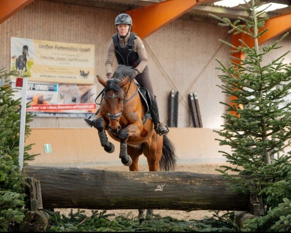 jumper Osado vH (Oldenburg show jumper, 2019, from Ogano)