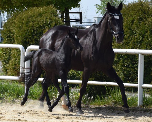 Zuchtstute Helana (Hannoveraner, 2006, von Hohenstein I)