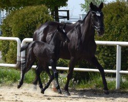 broodmare Helana (Hanoverian, 2006, from Hohenstein I)