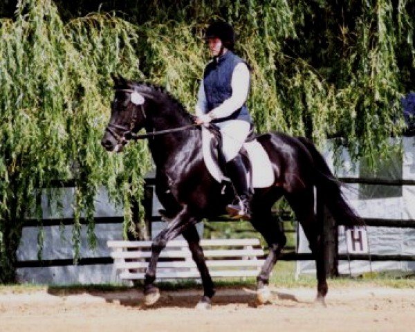 stallion Ascan (German Riding Pony, 1994, from Silvertop's Rondo)