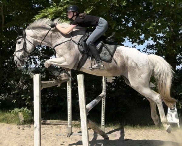 broodmare Zara Louisa (Holsteiner, 2007, from Acolord)