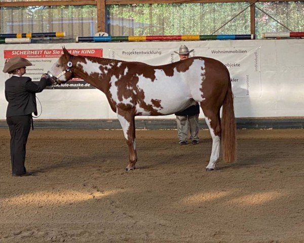 Pferd Hawthorns Mr Fabulous (Paint Horse, 2013)