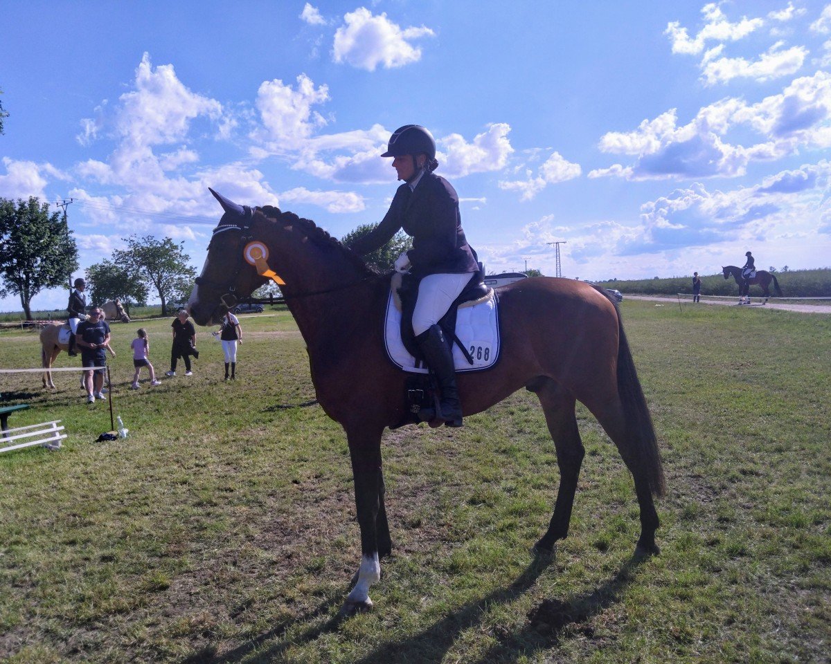 dressage horse Zeitenzauber PSK (German Sport Horse, 2020, from Zoom 8)
