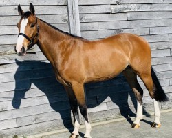 jumper Quick Mc Flurry Shaniks (Belgian Warmblood, 2016, from Le Blue Diamond v't Ruytershof)