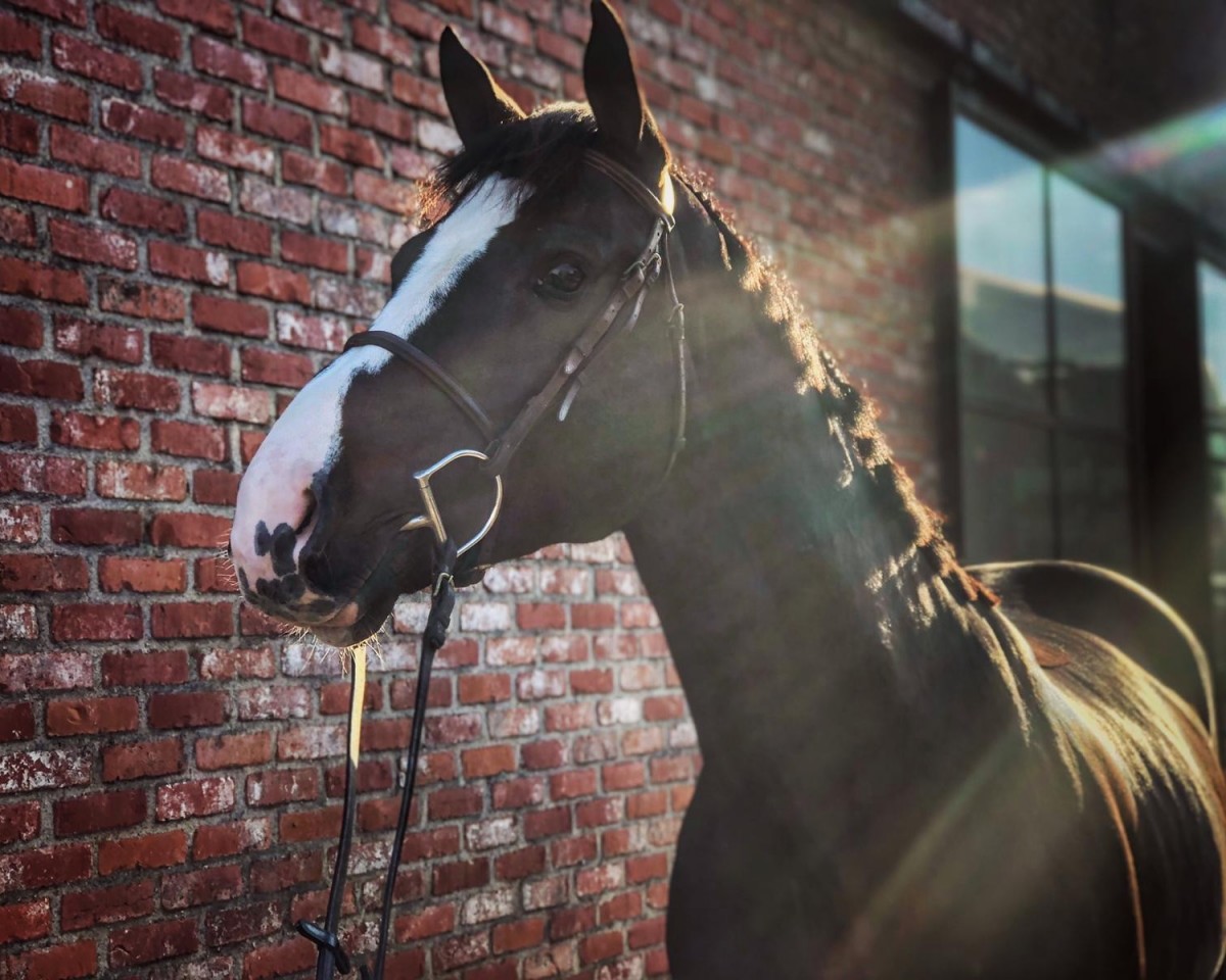Springpferd Quito van den Aard (Belgisches Warmblut, 2016, von Le Blue Diamond v't Ruytershof)