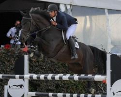 Springpferd Luna van de Neerheide Z (Zangersheide Reitpferd, 2016, von Le Blue Diamond v't Ruytershof)