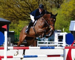 jumper Qmusic-K van 't Kattenheye (Belgian Warmblood, 2016, from Le Blue Diamond v't Ruytershof)