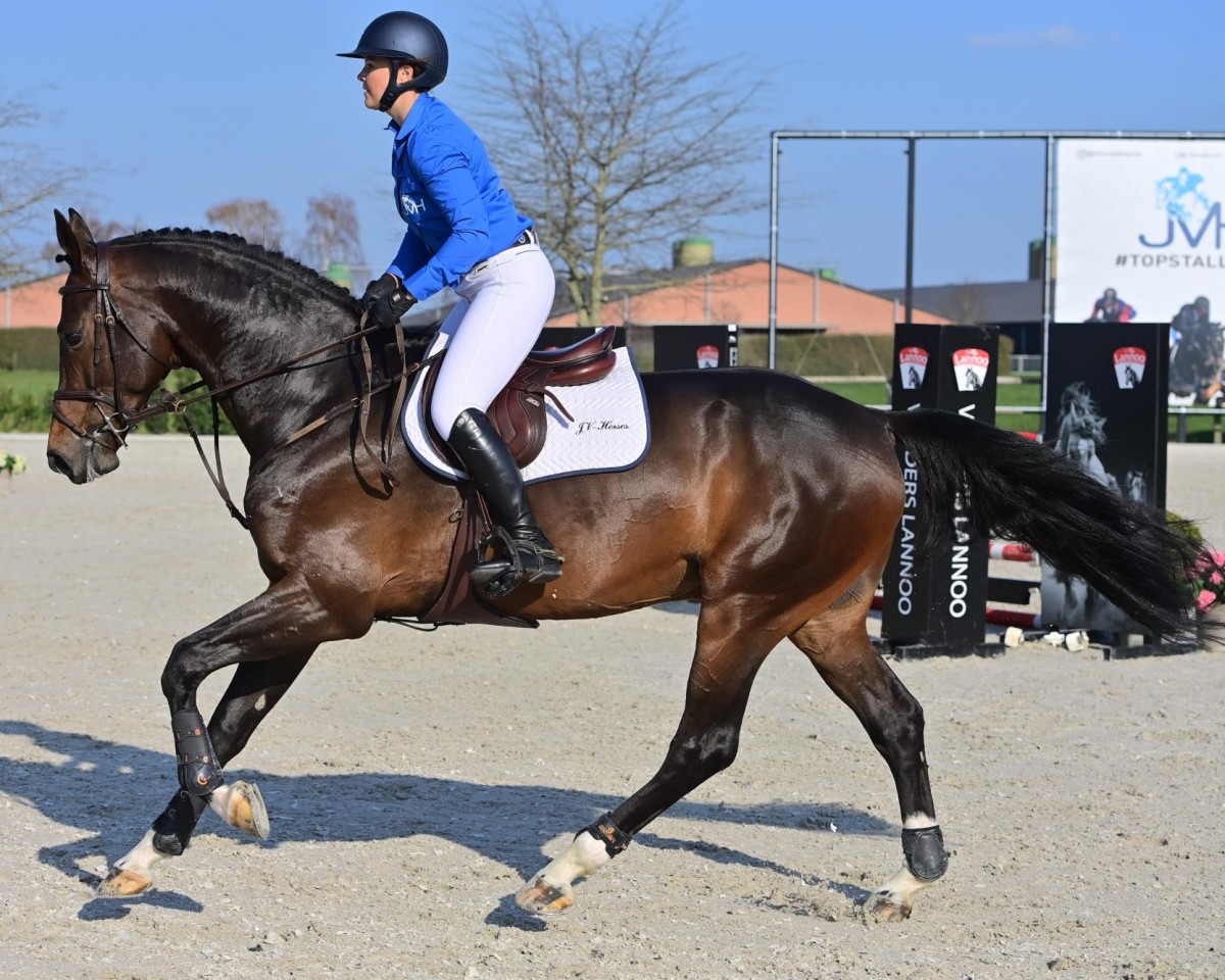 Deckhengst Look-O-Look Z (Zangersheide Reitpferd, 2016, von Le Blue Diamond v't Ruytershof)