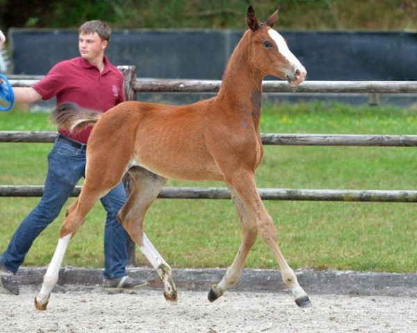 jumper Paracommando Jvh (Belgian Warmblood, 2015, from Le Blue Diamond v't Ruytershof)