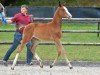 Springpferd Paracommando Jvh (Belgisches Warmblut, 2015, von Le Blue Diamond v't Ruytershof)