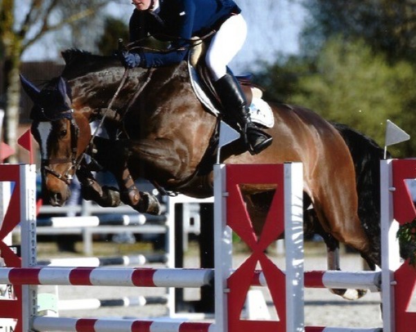 jumper Quina Jvh (Belgian Warmblood, 2016, from Le Blue Diamond v't Ruytershof)