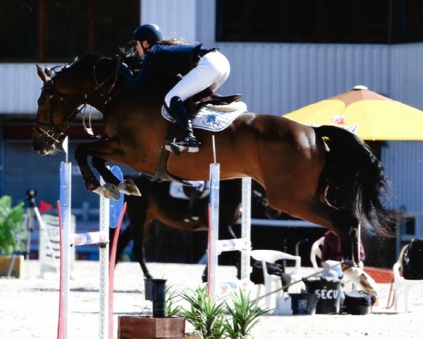 jumper Lettice Jvh Z (Zangersheide riding horse, 2016, from Le Blue Diamond v't Ruytershof)