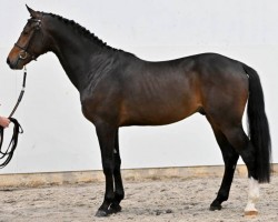 jumper Sander's Diamond Vossingers Z (Zangersheide riding horse, 2018, from Le Blue Diamond v't Ruytershof)