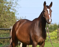 Pferd Uniblue Ter Fosse (Belgisches Warmblut, 2020, von Le Blue Diamond v't Ruytershof)