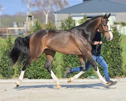 Springpferd Sky Blue Diamond "H" (Belgisches Warmblut, 2018, von Le Blue Diamond v't Ruytershof)